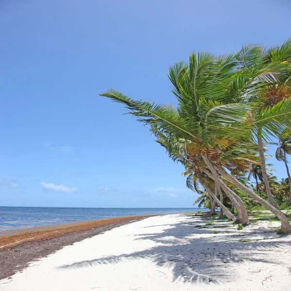 Palme Sulla Spiaggia Sabbia Tropicale Idilliaca Vuota — Foto Stock