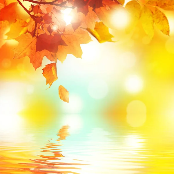 Sarı ve kırmızı yapraklı güzel sonbahar arkaplanı.