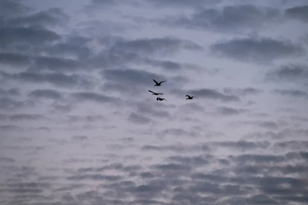 Солуэт Четырёх Гусей Летящих Облачном Ночном Небе — стоковое фото