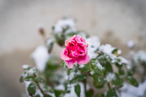 Rosa Vermelha Com Neve Conceito Romântico — Fotografia de Stock