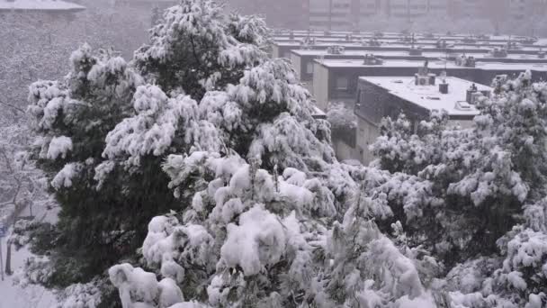 Schnee Fällt Während Eines Schneesturms Auf Die Bäume — Stockvideo