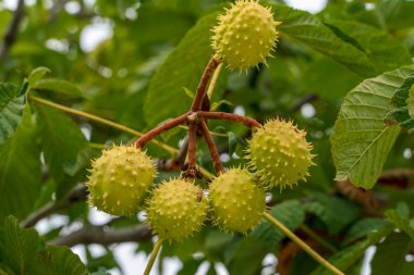 İspanyol Kestane Ağacı 'nın (Castanea sativa) meyvelerine yakın çekim