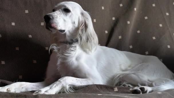 白いポロ英語の固定ショットソファの上に横たわるセッター犬はソファの上でリラックス — ストック動画