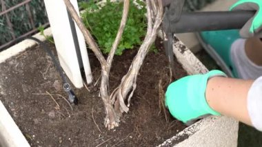 Tanınmayan bir kadın, bir saksı yabani otları bahçe aletleriyle temizliyor.