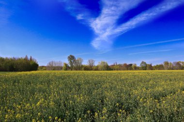 Gökyüzü arkaplanlı sarı çiçek tarlası