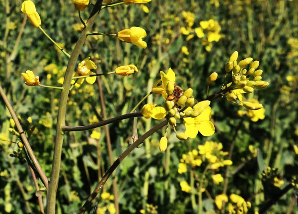 観察蜂と黄色の花 — ストック写真