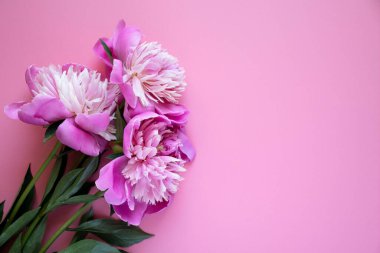 Pembe arka planda sevimli şakayık çiçekleri, mesaj için yer, kutlama kartı konsepti, düz uzanma