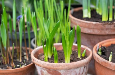 Çiçek tohumları saksılarda laleler