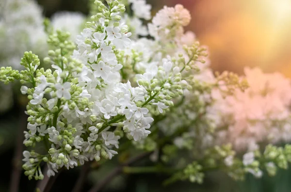 Lilac White Flower Garden Spring — Stock Photo, Image