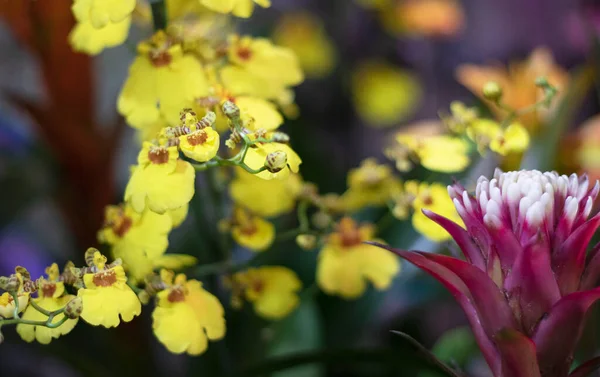 庭の蘭の花 — ストック写真