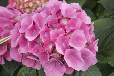 Ortanca çiçek tarhlı şehir caddesi