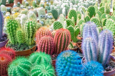 Tencerelerde farklı renklerde küçük kaktüsler, doğal, dekoratif. bitkiler