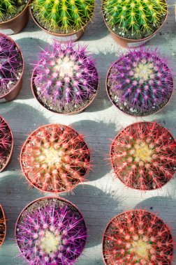 Tencerelerde farklı renklerde küçük kaktüsler, doğal, dekoratif. bitkiler