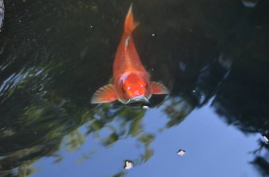 Turuncu renkli koi sazanı gölette yüzer.