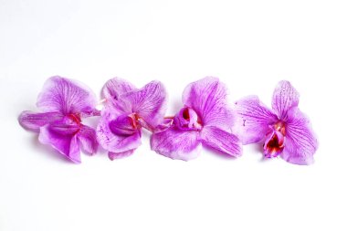 4 orchid flowers on white table