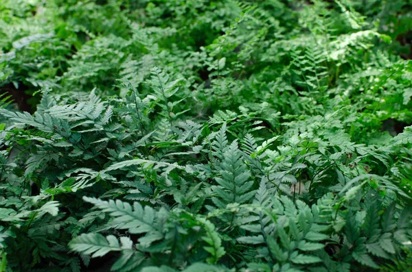Зеленые Растения Природа Природные Цветы Макросы — стоковое фото