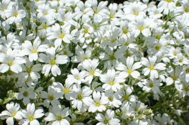 White wildflowers, beautiful, nature, on the site. natural, chamomile
