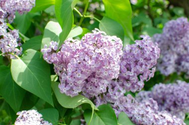 Lilac bush, lilac, spring flowers, warmth, nature, natural, sunny weather, green leaves