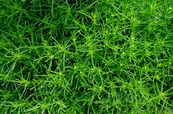 Красивая Зеленая Трава Виде Паутины Земле Дизайн Природа Ландшафт Участке — стоковое фото