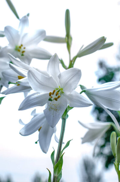 красивые белые цветы, бутон, весна, теплая погода, натуральные, лепестки, макро, на улице, теплица