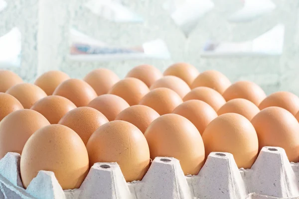 tavuk yumurta yumurta tepsisi