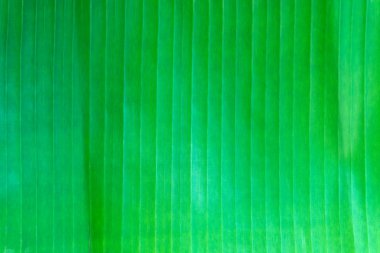 yeşil bir genç bitki tutan eller.