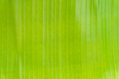 yeşil bir genç bitki tutan eller.