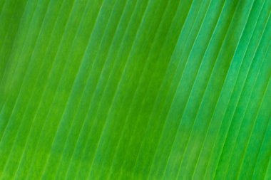 yeşil bir genç bitki tutan eller.