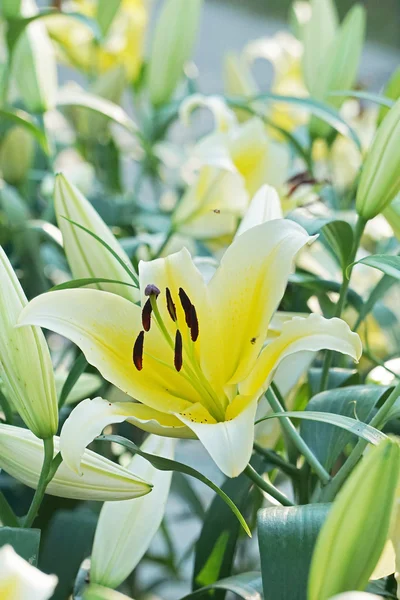 Soluk sarı Lilly çiçek