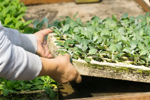 yeşil bir genç bitki tutan eller.