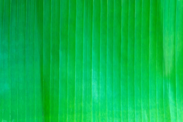 yeşil bir genç bitki tutan eller.