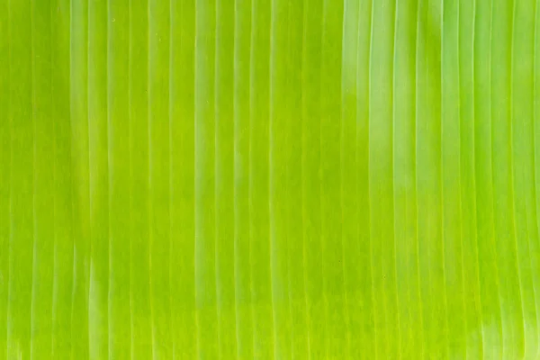 yeşil bir genç bitki tutan eller.