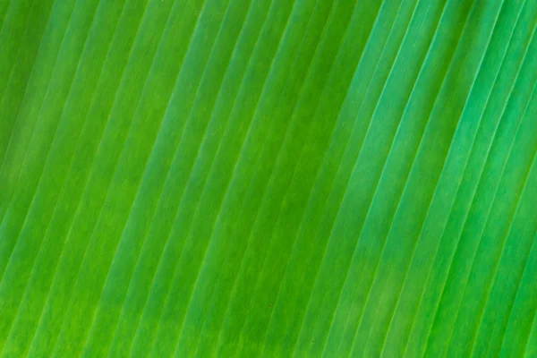 yeşil bir genç bitki tutan eller.