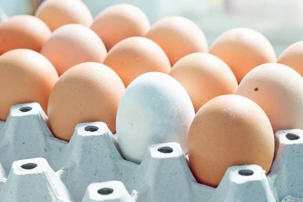 tavuk yumurta yumurta tepsisi