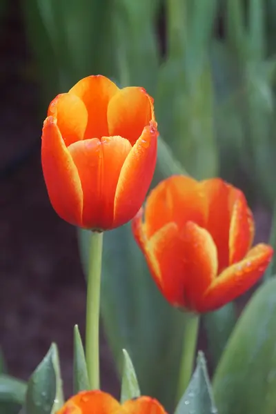 Su damlası üzerinde kırmızı lale