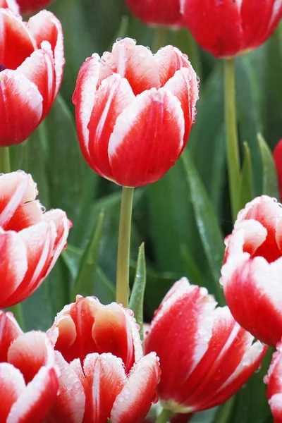 Su damlası üzerinde kırmızı lale