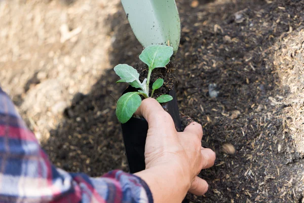 Jonge zaailingen aanplant in de moestuin — Stockfoto