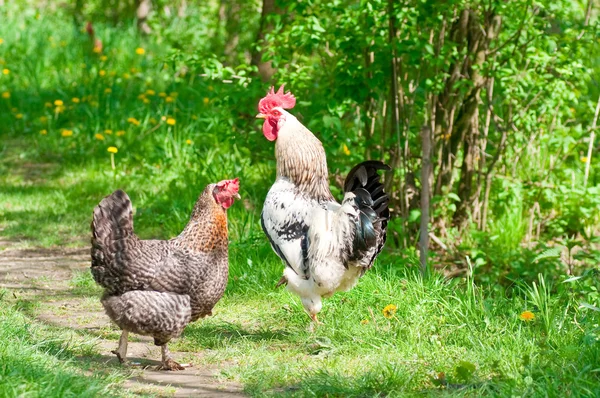 Höna och tupp Stockbild