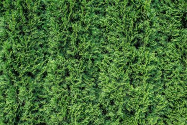 Beyaz sedir arka plan. 