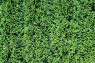 Beyaz sedir arka plan. 