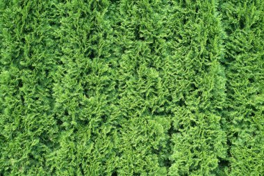 Beyaz sedir arka plan. 