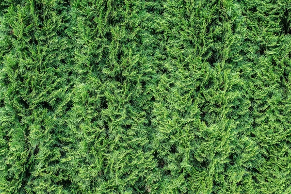 Beyaz sedir arka plan. 