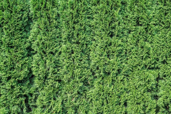 Beyaz sedir arka plan. 