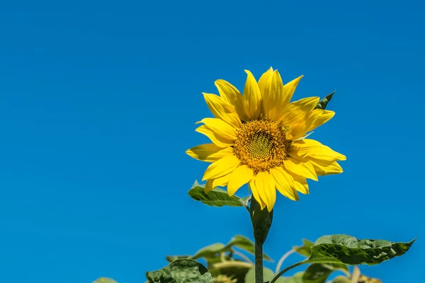Ayçiçeği ve mavi gökyüzü