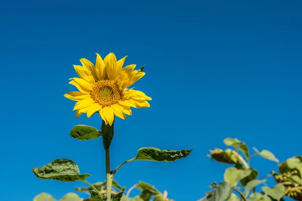 Ayçiçeği ve mavi gökyüzü