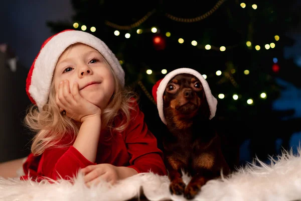 Noel elbisesi içinde gülümseyen sarışın küçük kız ve oyuncak Terrier köpeği olan Noel Baba şapkası.