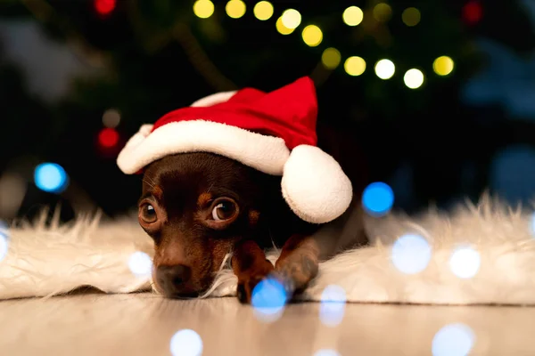 Niedliche kleine Spielzeug Terrier Welpen in einem Weihnachtsmann Hut schläft unter einem Weihnachtsbaum auf einem festlichen — Stockfoto