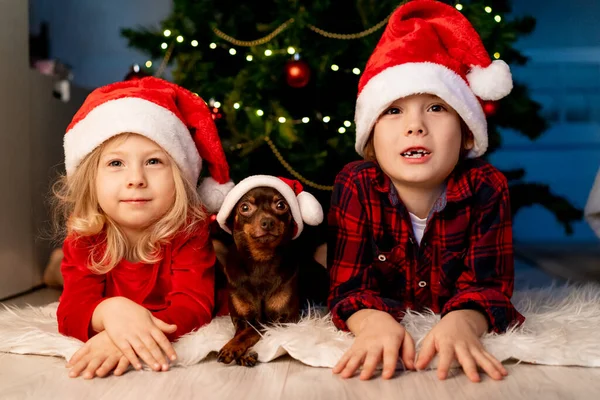 Hermano Hermana Perrito Encuentran Bajo Árbol Navidad Los Sombreros Santa — Foto de Stock