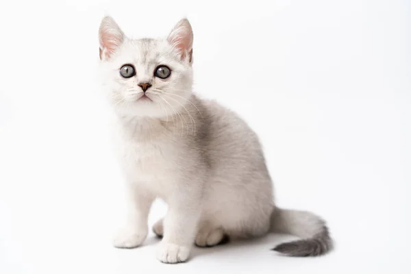 Gatito Blanco Gris Sobre Fondo Blanco Aislado Foto Alta Calidad —  Fotos de Stock