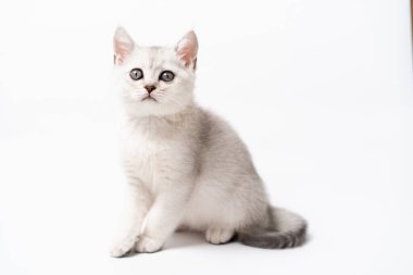 Beyaz arka planda beyaz ve gri kedi yavrusu, izole